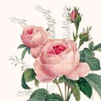 Serviette "Wonderful Rose" 33 x 33 cm 20er Packung