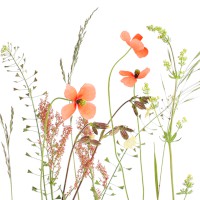 Serviette "Wiesenblumen" 33 x 33 cm 20er Packung
